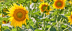 Background, spring and sunflowers in field for blossom, botany or sustainability of environment. Morning, nature and wallpaper with blooming plants outdoor for conservation, growth or protection