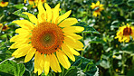 Nature, spring and sunflowers outdoor for blossom, botany or sustainability of environment. Background, morning and yellow with blooming plants in field for conservation, growth or protection