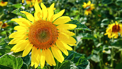 Buy stock photo Nature, spring and sunflower outdoor for blossom, botany or sustainability of environment. Background, morning and yellow with blooming plants in green field for conservation, growth or wallpaper