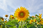 Nature, spring and sunflowers in field for blossom, botany or sustainability of environment. Background, blue sky and morning with blooming plants outdoor for conservation, growth or protection