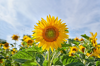 Buy stock photo Nature, spring and sunflowers in field for blossom, botany or sustainability of environment. Background, blue sky and morning with blooming plants outdoor for conservation, growth or protection
