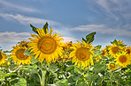 Blue sky, spring and sunflowers in field for blossom, botany or sustainability of environment. Background, morning and nature with blooming plants outdoor for conservation, growth or protection