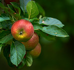 Tree, apples or leaf with natural growth for farming, organic food production or harvest in nature. Garden, plant and red fruit growing in agro environment for agriculture, fresh produce or crops
