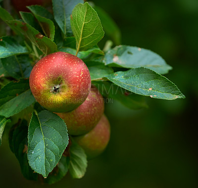 Buy stock photo Tree, apples or leaf with natural growth for farming, organic food production or harvest in nature. Garden, plant and red fruit growing in agro environment for agriculture, fresh produce or crops