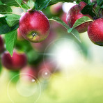 Sustainability, nature or apple in tree at orchard, agriculture or organic produce production for harvest. Lens flare, horticulture and fresh fruit with growth for farming, space and food abundance