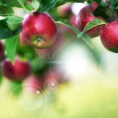 Buy stock photo Sustainability, nature or apple in tree at orchard, agriculture or organic produce production for harvest. Lens flare, horticulture and fresh fruit with growth for farming, space and food abundance