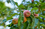 Tree, apples or ecology with natural growth for farming, organic food production or harvest in nature. Garden, plant and red fruit growing in agro environment for agriculture, fresh produce or crops