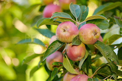 Buy stock photo Agriculture, bunch and apple in branch at orchard, produce growth and sustainability for production. Fruit cultivation, leaves or crop development in nature for horticulture, organic farming or space