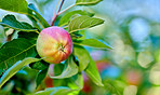 Nature, branch and apple in orchard for agriculture, horticulture and produce production for harvest. Outdoor, crop cultivation and organic fruit with growth for sustainable farming, space and bokeh