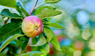 Buy stock photo Nature, branch and apple in orchard for agriculture, horticulture and produce production for harvest. Outdoor, crop cultivation and organic fruit with growth for sustainable farming, space and bokeh