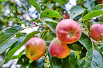 Tree, apples or leaves with natural growth for farming, organic food production or harvest. Garden, plant and red fruit growing in agro environment for agriculture, fresh produce or crops in nature