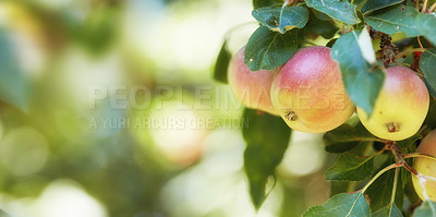Buy stock photo Tree, leaves and apples with natural growth, sustainability and agriculture at farm with space. Nature, fruits and organic produce at orchard, food production and crop for health with ecology