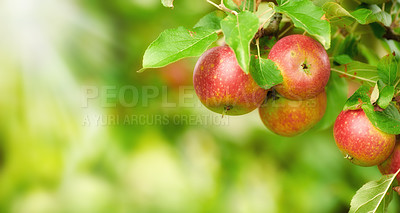 Buy stock photo Tree, space and apple with natural growth, agriculture and sustainability at farm outdoor. Nature, fruits and organic produce at orchard with leaves, food production and crop for health with ecology