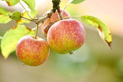 Buy stock photo Agriculture, nature or apple in branch at orchard, produce growth or sustainability for production. Fruit cultivation, harvest or crop development in tree for horticulture, organic farming or outdoor