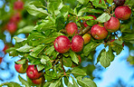 Tree, apples or production with leaves for harvest, natural growth or farming organic food in nature. Garden, plant or red fruit growing in agro environment for agriculture, fresh produce or crops