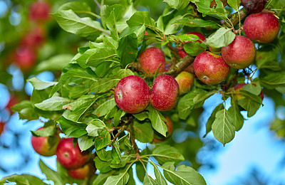 Buy stock photo Tree, apples or production with leaves for harvest, natural growth or farming organic food in nature. Garden, plant or red fruit growing in agro environment for agriculture, fresh produce or crops