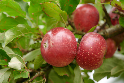 Buy stock photo Tree, apples or agriculture with leaves for harvest, natural growth or farming organic food. Garden, plant or red fruit growing in agro environment for fresh produce or outdoor crops in nature