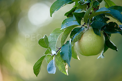 Buy stock photo Nature, growth and apple on branch for agriculture, horticulture and produce production in orchard. Harvest, crop cultivation and organic fruit with space for sustainable farming, outdoor and bokeh