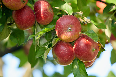 Buy stock photo Sustainability, cluster or apple in tree at orchard, agriculture or fresh produce production for harvest. Leaves, horticulture and red fruit with growth for organic farming, nature and food abundance
