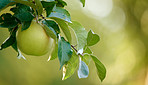 Nature, growth and apple in orchard for agriculture, horticulture and produce production for harvest. Leaves, crop cultivation and organic fruit with space for sustainable farming, outdoor and bokeh