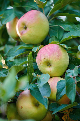 Buy stock photo Tree, leaves and apple with fruits, agriculture and sustainability at farm outdoor. Nature, growth and organic produce at orchard, food production and natural crop for health with plants for agro