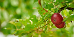 Tree, leaves and red apple with agro at farm, growth and sustainability outdoor with space. Nature, fruits and organic produce at orchard, food production and natural crop for health with agriculture