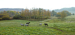 Herd, horses and farm with grass in nature for livestock, herbivore and natural habitat. Drone, animals and pasture environment for agriculture, grazing field and equine farming in rural countryside