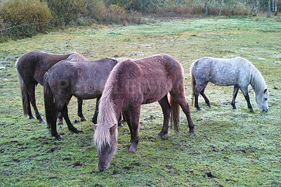Buy stock photo Agriculture, graze or horses on farm with calm, equine or habitat in livestock management. Animal conservation, peace or ponies with eating, nature preservation or rural ecology in countryside.