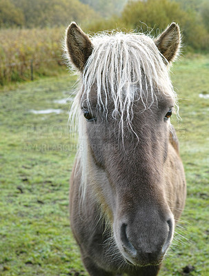 Buy stock photo Agriculture, portrait or horse on farm with calm, equine or habitat in livestock management. Animal conservation, field or Icelandic pony with peace, nature preservation or ecology in countryside.