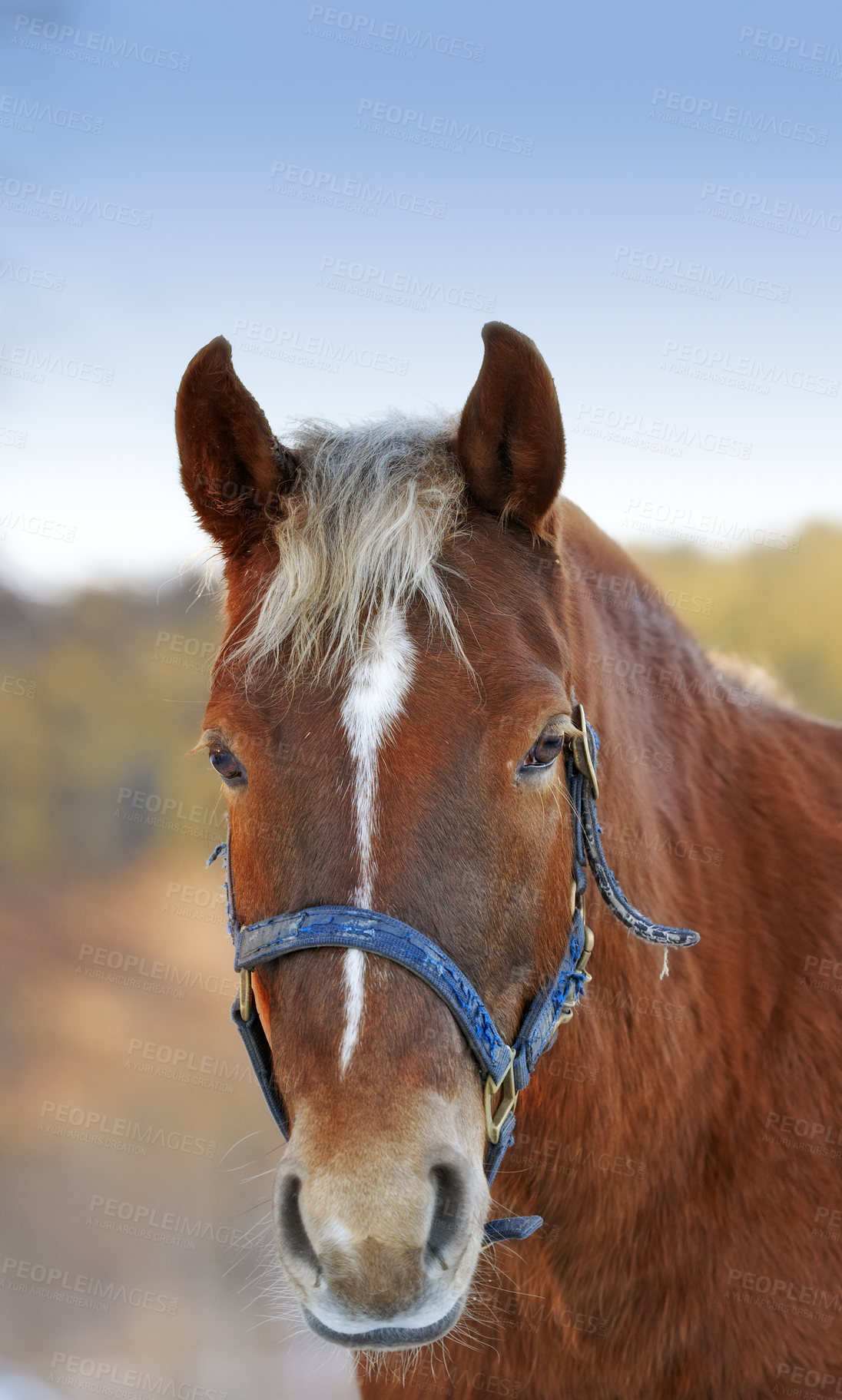 Buy stock photo Agriculture, portrait or horse in countryside with calm, equine or habitat in livestock management. Animal conservation, farmyard or stallion with peace, nature preservation or ecology on field.