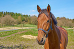 Agriculture, portrait or horse on ranch with calm, equine or habitat in livestock management. Animal conservation, farm or stallion with peace, nature preservation or warmblood breed in ecology.