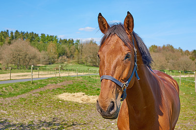 Buy stock photo Calm, portrait or horse on ranch with space, equine or habitat in ecology management. Animal conservation, farm or stallion with peace, nature preservation or sustainability with warmblood breed.