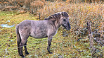 Pony, fence and farm with grass in nature for livestock, herbivore and natural habitat. Foal, mammal and pasture environment for agriculture, grazing field and equine farming in rural countryside
