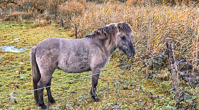 Buy stock photo Pony, fence and farm with grass in nature for livestock, herbivore and natural habitat. Foal, mammal and pasture environment for agriculture, grazing field and equine farming in rural countryside