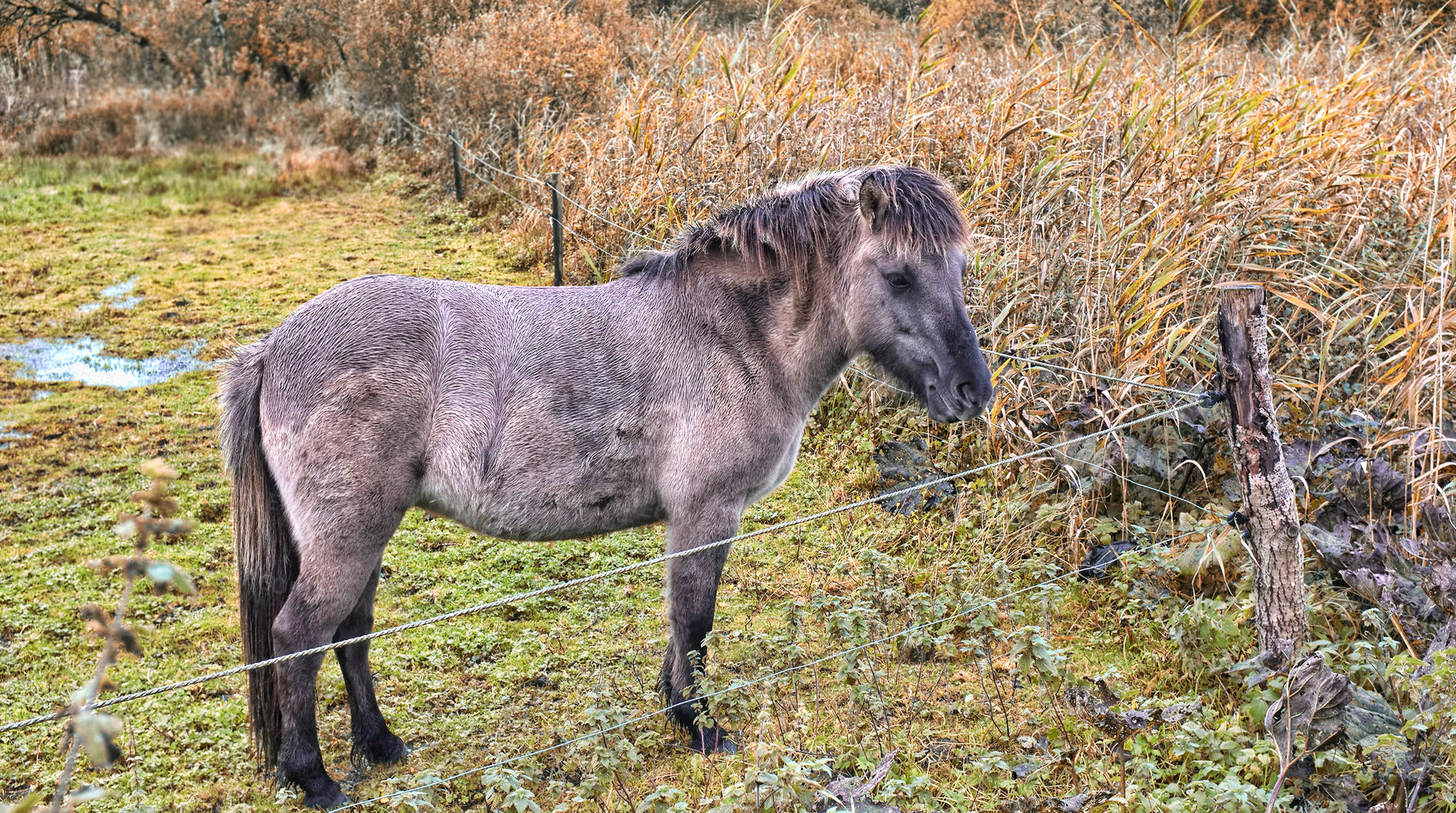 Buy stock photo Pony, fence and farm with grass in nature for livestock, herbivore and natural habitat. Foal, mammal and pasture environment for agriculture, grazing field and equine farming in rural countryside