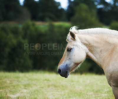 Buy stock photo Agriculture, space or horse in countryside with calm, equine or habitat in livestock management. Animal conservation, grassland or mare outdoor with peace, nature preservation or ecology on farm.