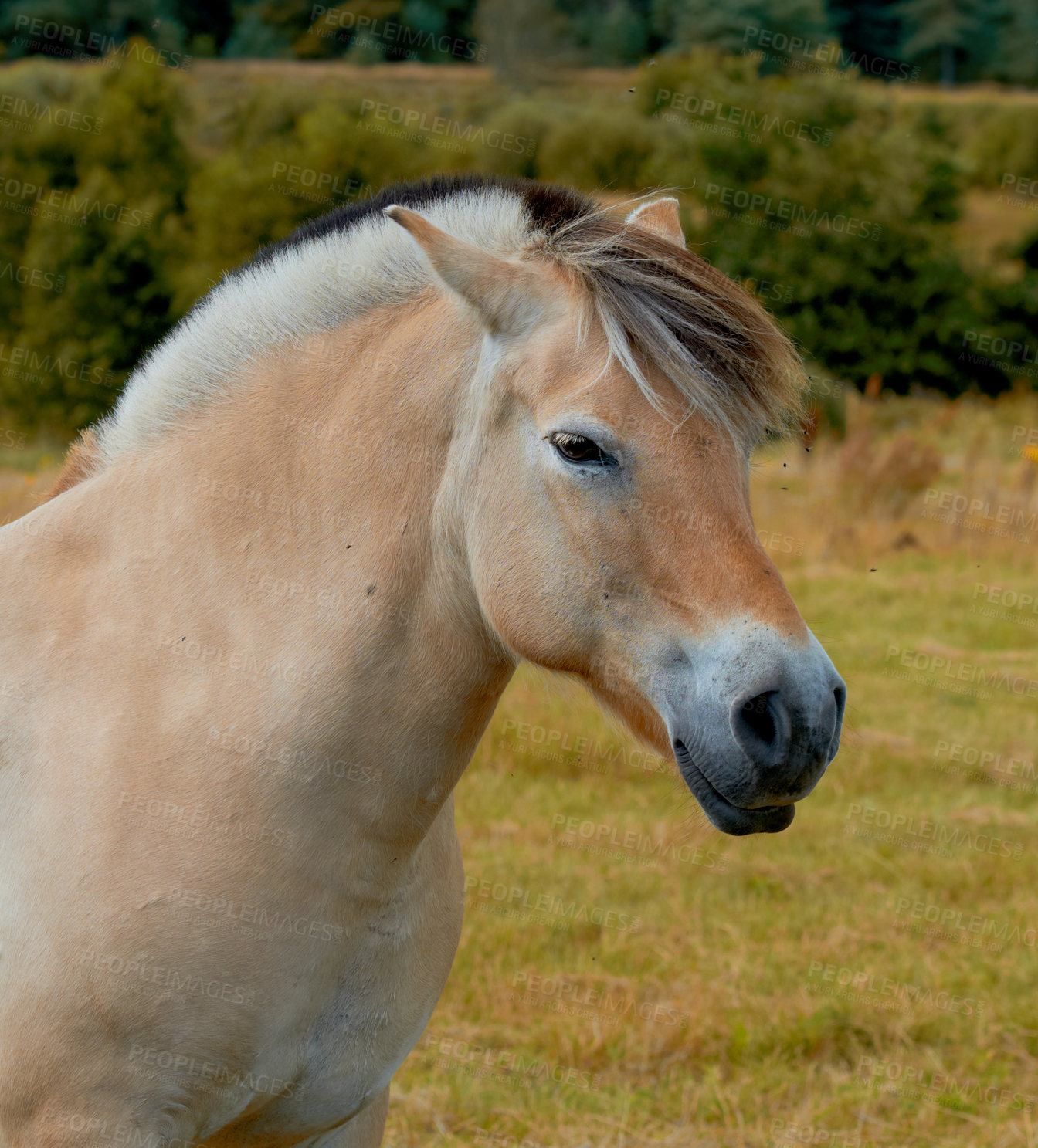 Buy stock photo Horse, mammal and farm with grass in meadow for livestock, herbivore and natural habitat. Fjord, animal and pasture environment for agriculture, grazing field and equine farming in rural countryside