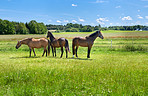 Grass, farm and horses at countryside ranch for ecology, livestock and herd outdoor. Fence, equine or group of animals at field for agriculture with landscape, nature or pasture for sustainability