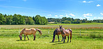 Agriculture, graze or horses in countryside with calm, equine or habitat in livestock management. Conservation, peaceful or animals outdoor with eating, nature preservation or farm ecology on field.