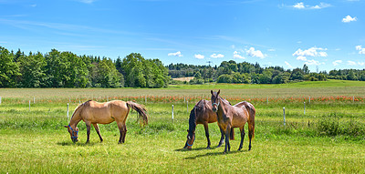 Buy stock photo Agriculture, graze or horses in countryside with calm, equine or habitat in livestock management. Conservation, peaceful or animals outdoor with eating, nature preservation or farm ecology on field.