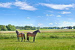Countryside, farm and horses in nature for agriculture, livestock and space outdoor for ecology. Green, equine and animals at field on ranch with landscape, grass or pasture for sustainability