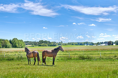 Buy stock photo Countryside, farm and horses in nature for agriculture, livestock and space outdoor for ecology. Green, equine and animals at field on ranch with landscape, grass or pasture for sustainability