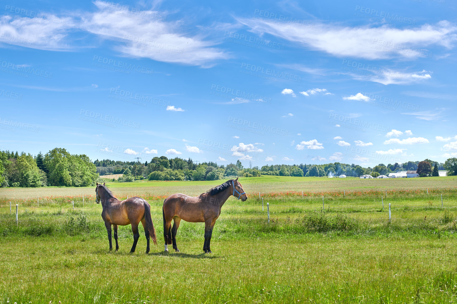 Buy stock photo Countryside, farm and horses in nature for agriculture, livestock and space outdoor for ecology. Green, equine and animals at field on ranch with landscape, grass or pasture for sustainability