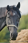 Portrait, outdoor and horse in countryside in nature, livestock and agriculture at farm in spring. Noseband, black equine and domestic animal on ranch as pet stallion in environment in Switzerland