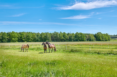 Buy stock photo Grass, field and horses in countryside for agriculture, livestock and grazing with herd outdoor. Blue sky, equine and animals at farm on ranch with landscape, nature or eating with space for health