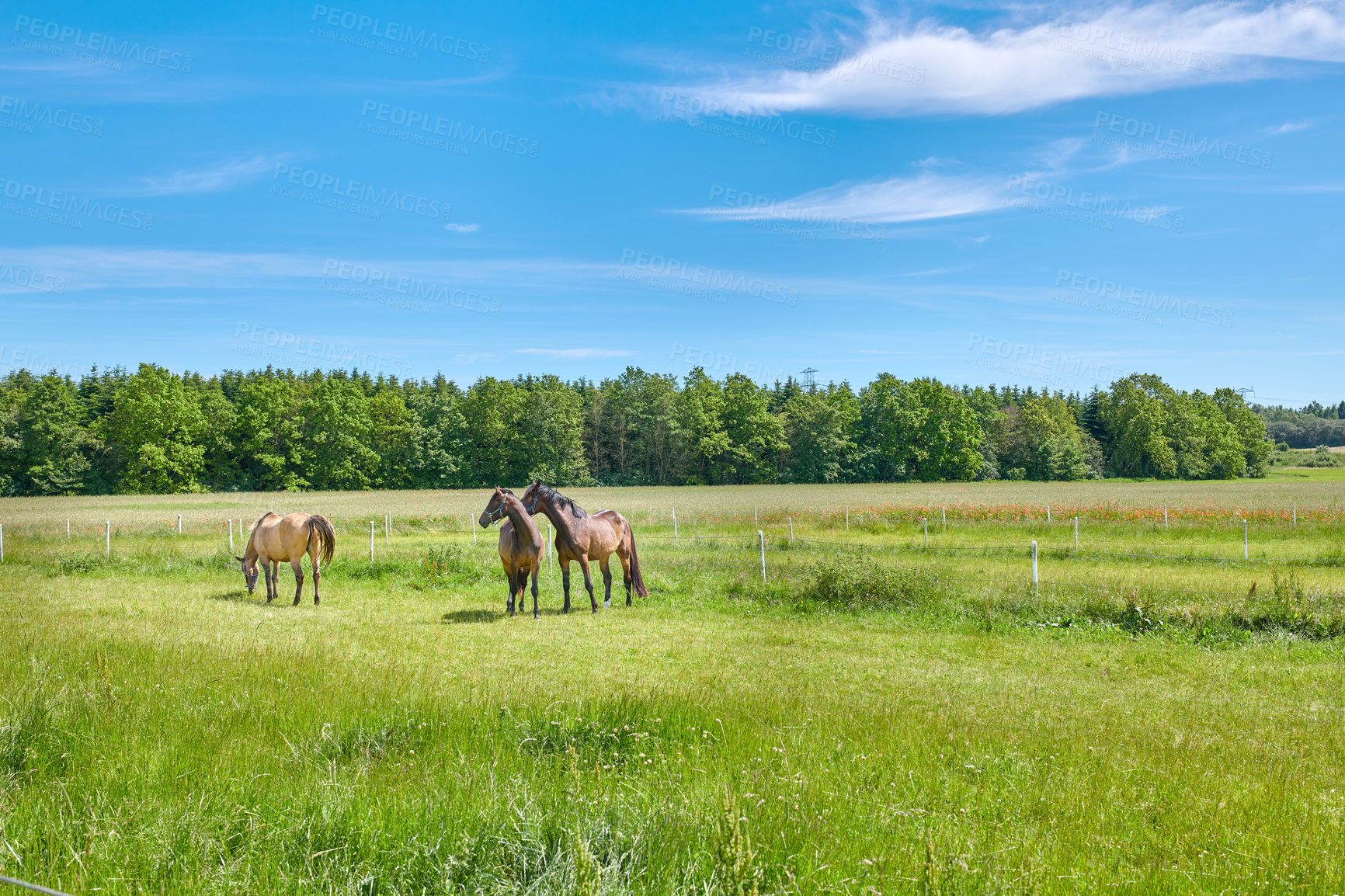 Buy stock photo Grass, field and horses in countryside for agriculture, livestock and grazing with herd outdoor. Blue sky, equine and animals at farm on ranch with landscape, nature or eating with space for health