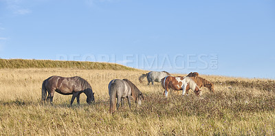 Buy stock photo Grass, farm and horses in countryside for agriculture, livestock and grazing with herd outdoor. Blue sky, equine and animals at field on ranch with landscape, nature or eating with mockup space