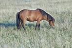 Grass, farm and horse in countryside for agriculture, livestock and grazing outdoor for nutrition. Pasture, equine and hungry animal at field on ranch with land, nature or eating for healthy diet