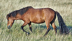 Grass, farm and horse in countryside for agriculture, livestock and grazing outdoor for nutrition. Pasture, equine and hungry animal at field on ranch with land, nature or eating for healthy diet