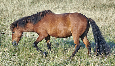 Buy stock photo Grass, farm and horse in countryside for agriculture, livestock and grazing outdoor for nutrition. Pasture, equine and hungry animal at field on ranch with land, nature or eating for healthy diet